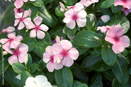 Fotografie 緑豊かな葉の中に可憐に咲く淡いピンク色のニチニチソウの花々。中央の濃いピンク色がアクセントとなった美しい夏の花壇のクローズアップ。