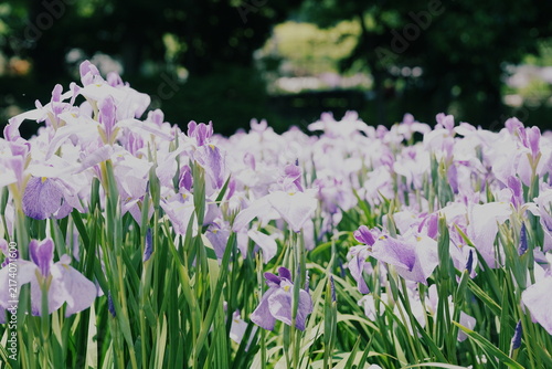 Fotografie 初夏の爽やかな光の中で美しく咲き誇る薄紫色の花菖蒲の群生。緑の葉と柔らかな花びらが織りなす日本の庭園の情緒的な風景。