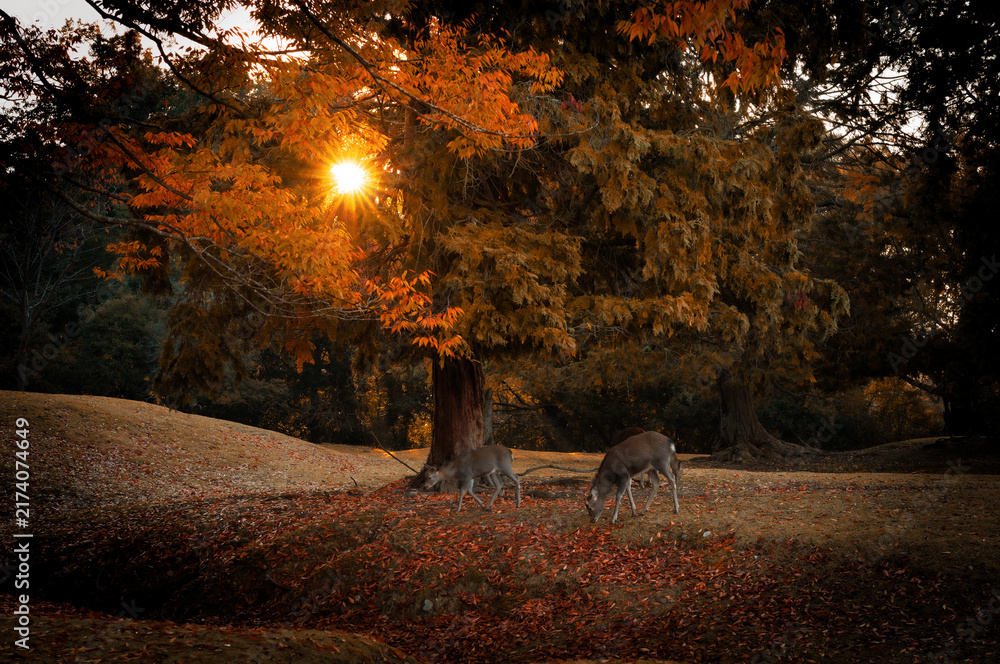 Fototapeta premium Two Sika Deer Grazing on a Slope in Nara Park at Sunrise