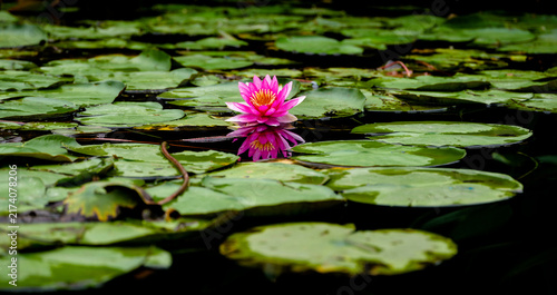 Foto Pond ecology photography, close-up of pink water lilies blooming among green lea