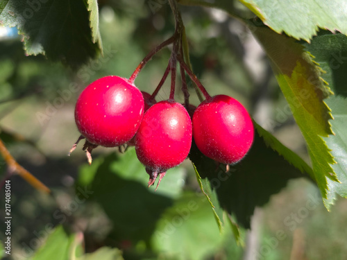 Canvastavla Hawthorn branch with its ripe fruits