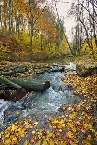  golden autumn in the forest. Landscape with a river in an autumn forest