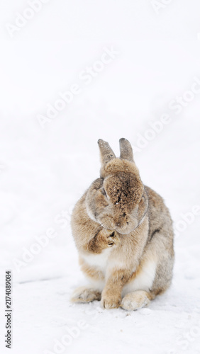 Tapety artystyczne 雪の上で顔を洗うように毛繕いをする可愛いウサギ コピースペース