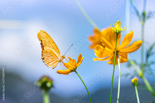 Cuadro en lienzo Papillon et fleurs