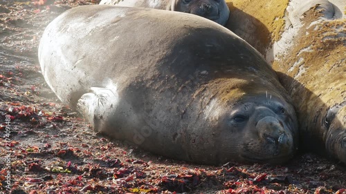 Elephant seals biting during close interaction
