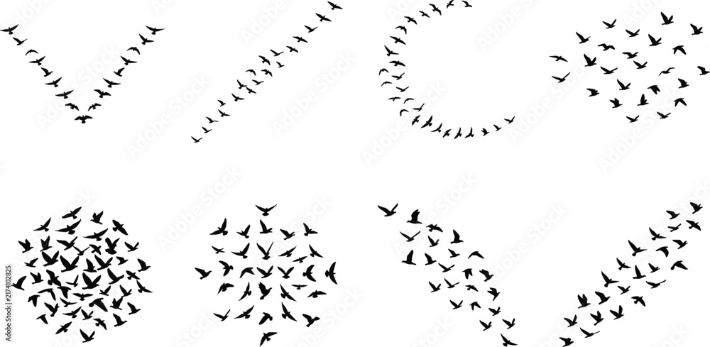Fototapeta premium Black Silhouettes of Flying Bird Formations in Various Geometric and Natural Patterns