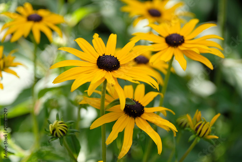 Fotografía Yellow Rudbeckia fulgida sullivantii ‘Goldsturm’ black eyed susan in flower