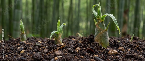 Young bamboo shoots emerging from soil in a bamboo forest © Sadia