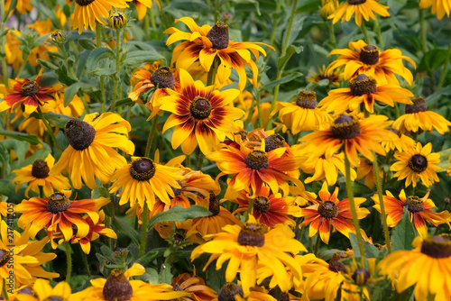 Bild auf Leinwand Yellow and red Rudbeckia hirta, black eyed susan ‘Sonora’ in flower
