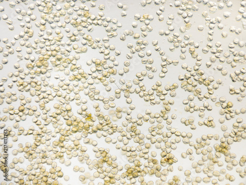 Rapeseed pollen grains with textured exine and visible furrows rest across pale field. Flower pollen reveals varied grain shapes, surface relief, and clustered forms under microscope
