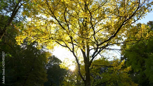 sun shining through trees in the forest