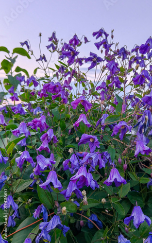 Solitary Virgin's Bower, Clematis integrifolia, Danube Delta, Romania

