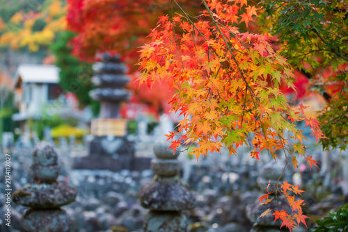 Colorful maple leaves by graveyard of Adashino temple, Arashiyama