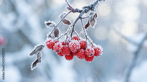 Frost-covered red berries on branch in winter forest. Nature, seasonal, holiday, decoration, advertising.