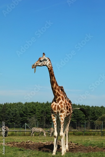 Foto Funny giraffe and wild zebras in a safari park on a sunny day