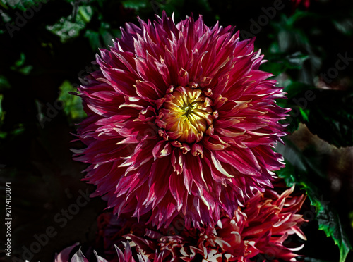 Fotografie View of dahlia in the garden. Variety - Myrtle's folly