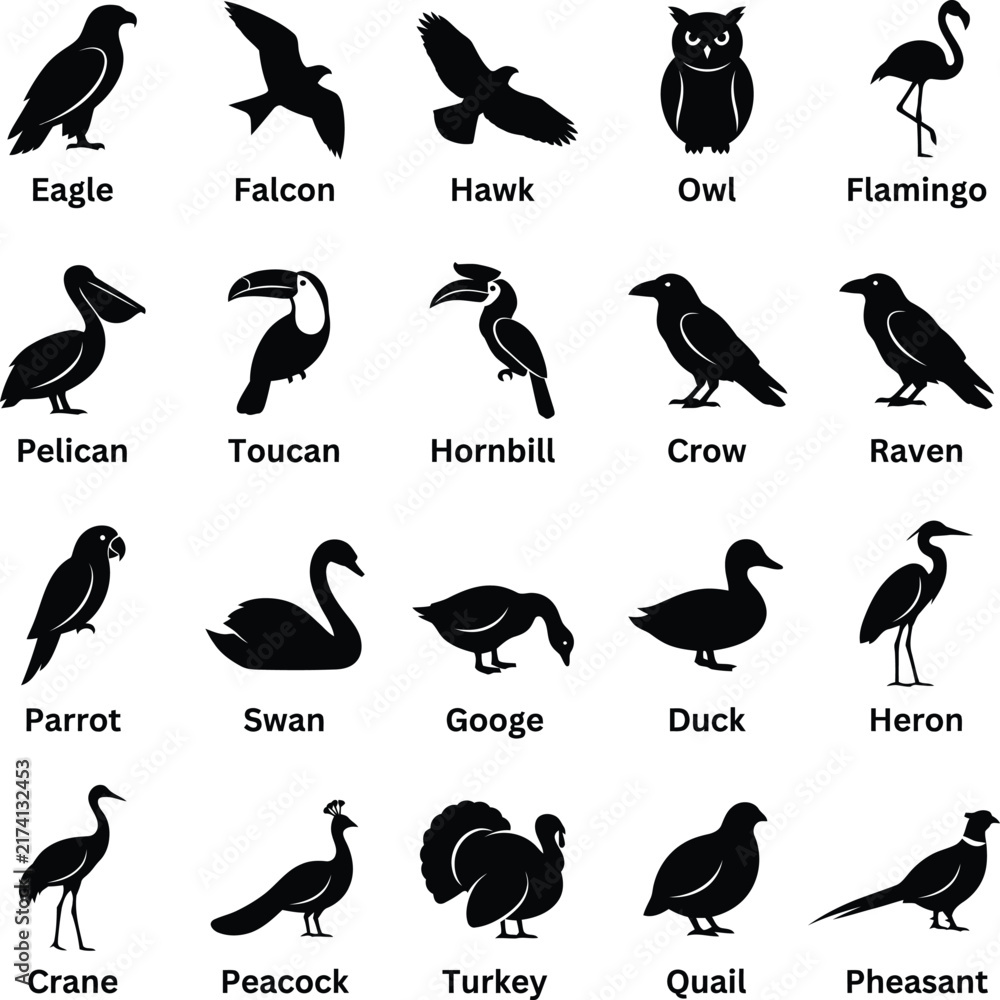 Fototapeta premium Black bird silhouettes set, 20 avian species icons with labels, minimalist eagle and owl vector collection for educational design