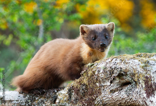 Obraz na płótnie Pine marten 
