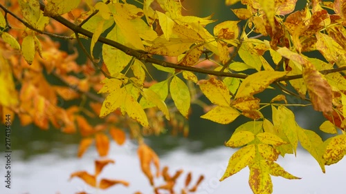 autumn leaves on the tree