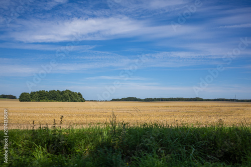 Golden Grain Field Seen from a Moving Vehicle. A golden agricultural field photographed from a moving vehicle, with ripe grain stretching toward the horizon beneath a soft blue sky filled with elongat