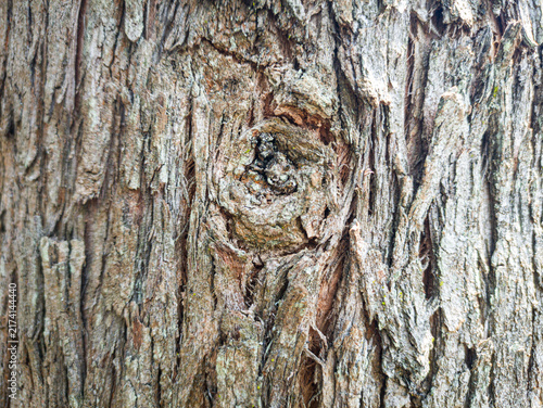 Fotografie Close-up texture of rough tree bark with a distinct natural knot hole in the cen