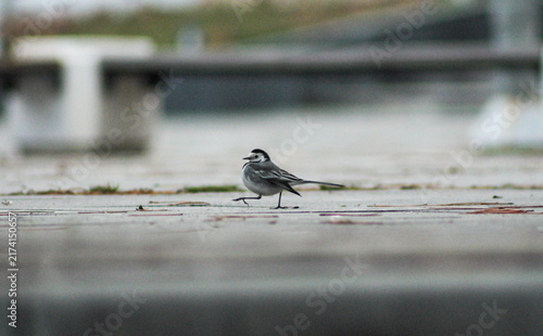 Photography bird on a fence