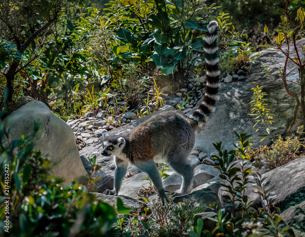 Fototapeta premium Lémur catta (Lemur catta) marchant parmi les rochers et la végétation