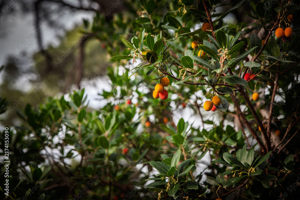 Obraz premium Close-up of strawberry tree fruit growing on Arbutus unedo, with orange-red berries at different ripening stages, green evergreen leaves and branches in Mediterranean woodland.