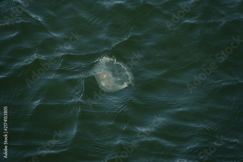 Medusa traslucida che galleggia in acqua verde scura