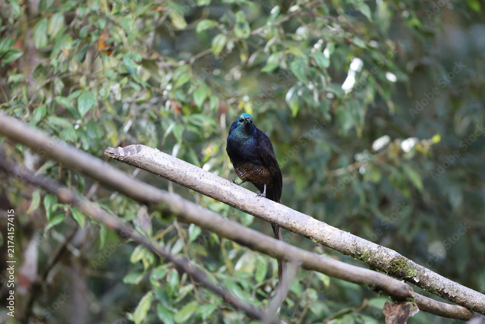 Obraz premium The ribbon-tailed astrapia, also known as Shaw Mayer's astrapia (Astrapia mayeri), is a species of bird-of-paradise.