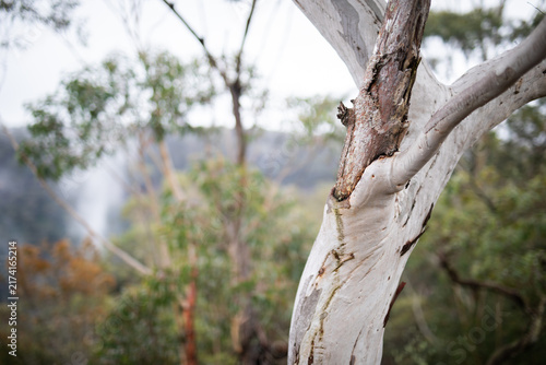 Close Up Eucalyptus Tree Trunk Natural Setting