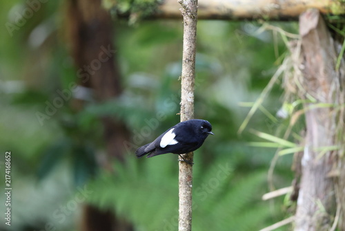 Foto The white-winged robin (Melanodryas sigillata sigillata) is a species of bird in the Australasian robin family Petroicidae
