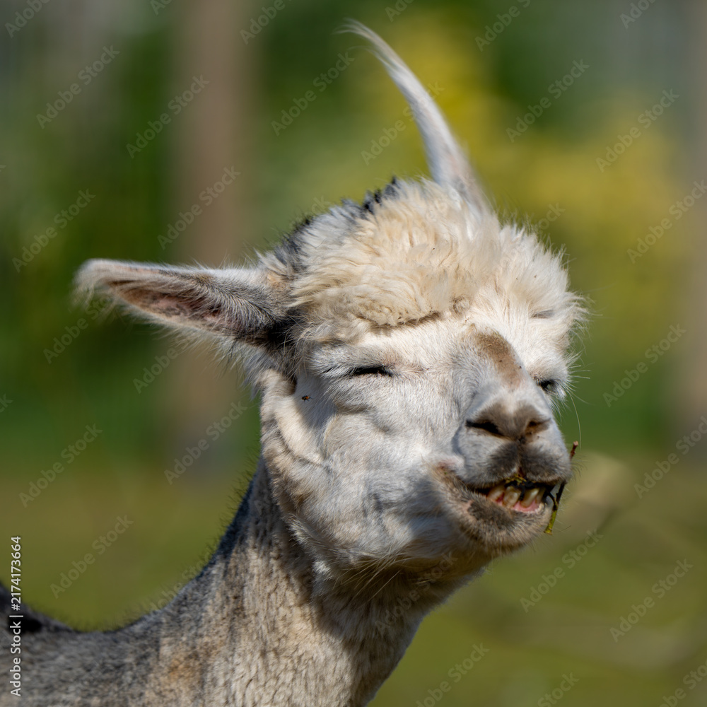 Naklejka premium Funny Smiling Alpaca Chewing Grass in Close Up Portrait 