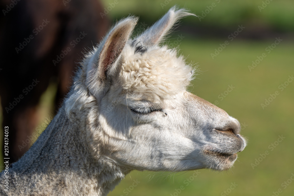 Naklejka premium Close up side profile portrait of a llama with closed eyes, captured outdoors in natural light with a soft blurred green background.