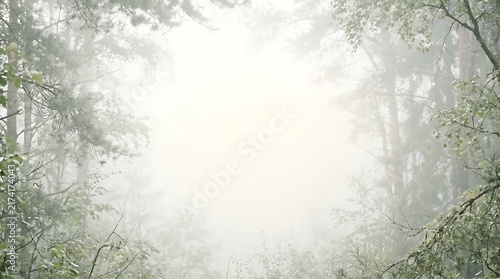 Golden sunlight beautifully filters down through a vibrant lush green forest canopy creating a bright airy and peaceful natural environment