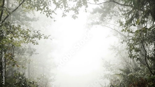 Radiant light streams down through the thick forest canopy illuminating lush green foliage and creating a peaceful hopeful and ethereal mood