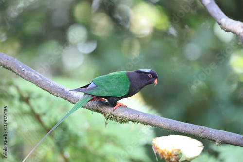 Cuadro en lienzo Stella's lorikeet (Charmosyna stellae stellae) is a species of parrot in the family Psittaculidae