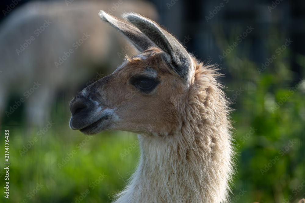 Naklejka premium Close Up Side Profile Portrait of a Llama in Warm Backlight