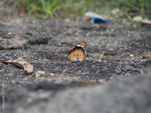 Foto Plain Tiger butterfly (Danaus chrysippus) resting on moist soil and gravel displaying mud-puddling behavior to absorb essential minerals