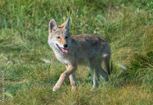 Plakat Young coyote in the grass