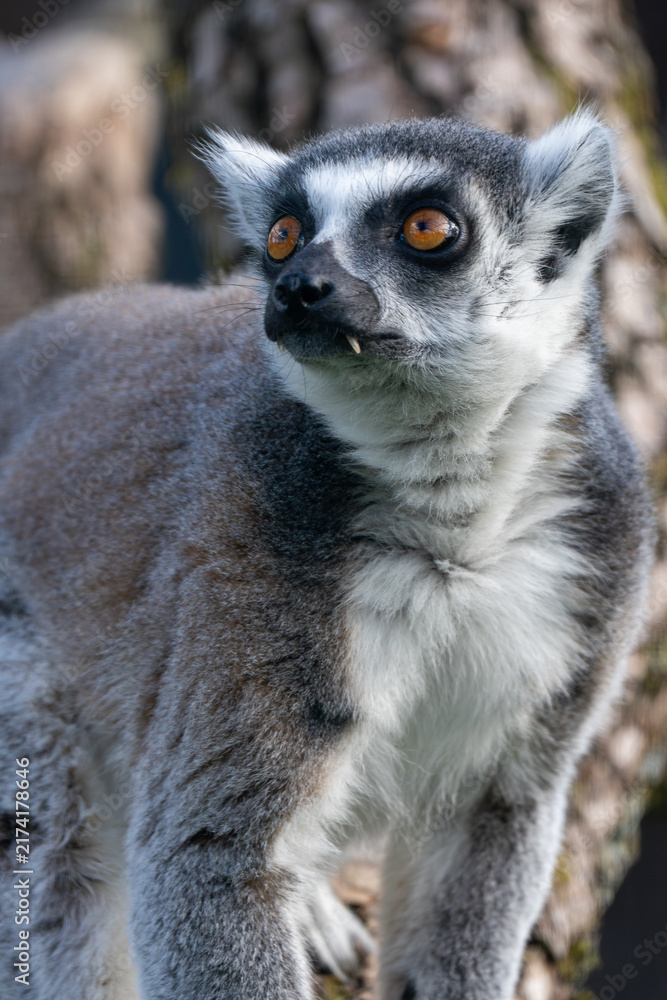 Fototapeta premium Ring-Tailed Lemur Close Up Portrait with Bright Orange Eyes