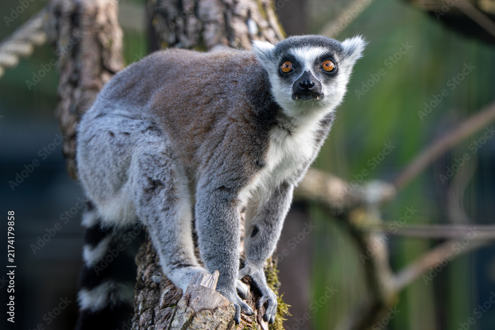 Naklejka premium Ring-Tailed Lemur Perched on Tree Trunk with Bright Orange Eyes