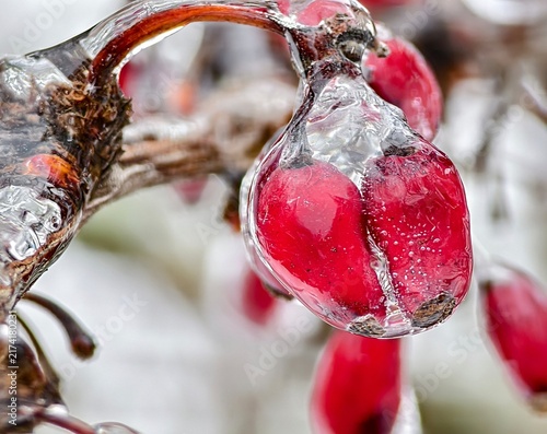 Canvastavla Close-up shot of vibrant red barberry berries coated with crystal clear ice during winter freezing rain