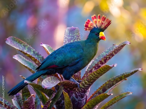 Great Blue Turaco (Corythaeola cristata). the Great Blue Turaco plays an important role in the ecosystem as a fruit-eating bird and seed disperser, helping plants reproduce and regenerate.