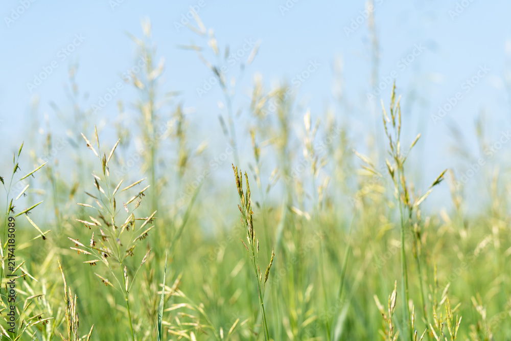 Obraz premium Green meadow grass close up against blue sky background. Texture of wild cereal plants on a summer day. Ecology and freshness concept