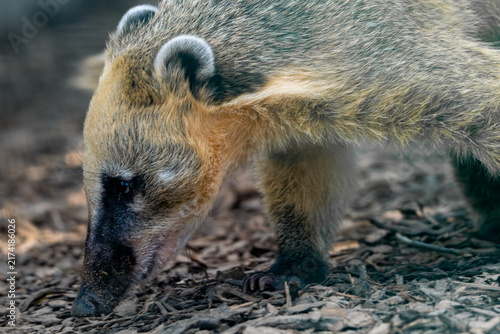 Canvas Print South American Coati Foraging on the Forest Floor