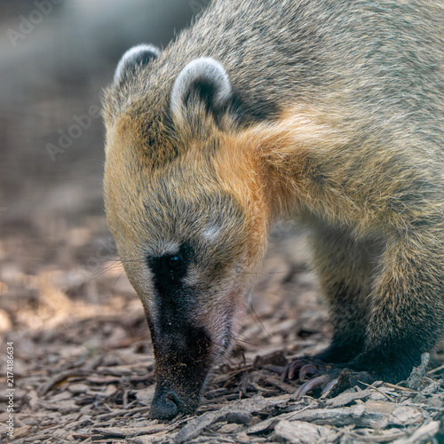 Canvas Print South American Coati Searching for Food on the Ground