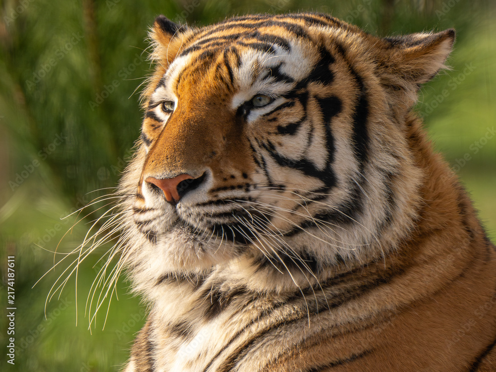 Obraz premium Close Up Portrait of an Amur Tiger Looking Away