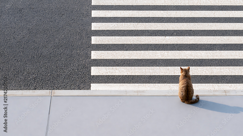 Fototapeta premium A small domestic cat Felis catus sit wait beside asphalt street pedestrian crosswalk stripe pattern top view urban animal safety story