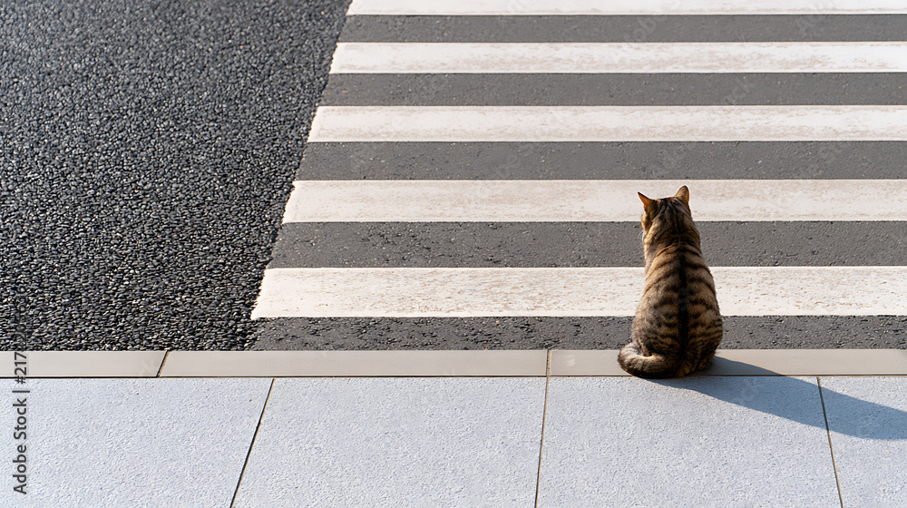 Fototapeta premium Domestic cat Felis catus sitting on city curb, look at pedestrian crossing zebra stripe street pavement in urban environment outdoors